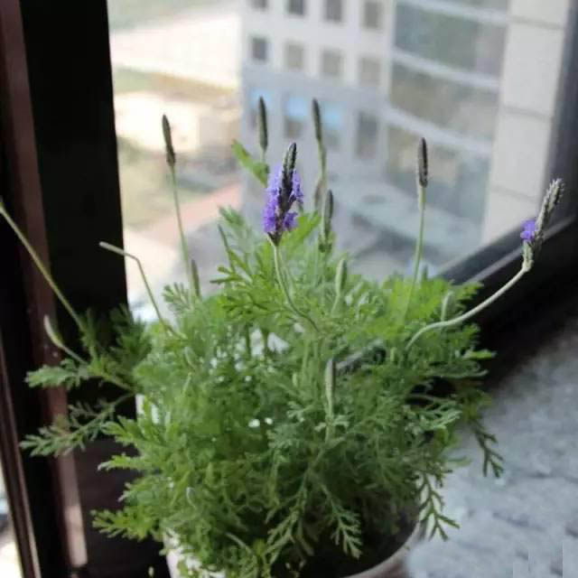 夏日天熱清香驅(qū)蚊盆栽，你知道多少？