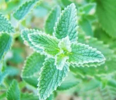 夏日天熱清香驅(qū)蚊盆栽，你知道多少？