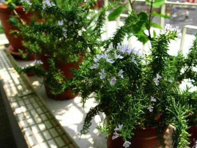 夏日天熱清香驅(qū)蚊盆栽，你知道多少？