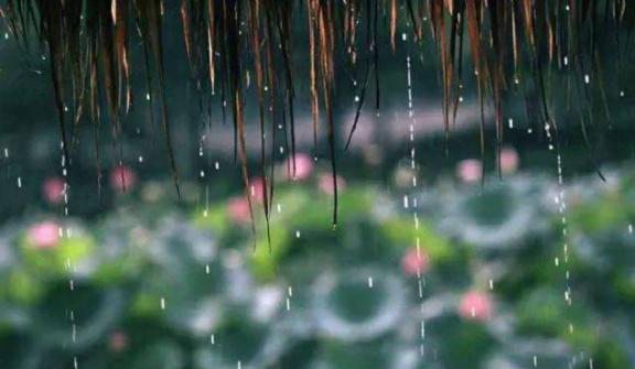 梅雨季節，養花怎么做？
