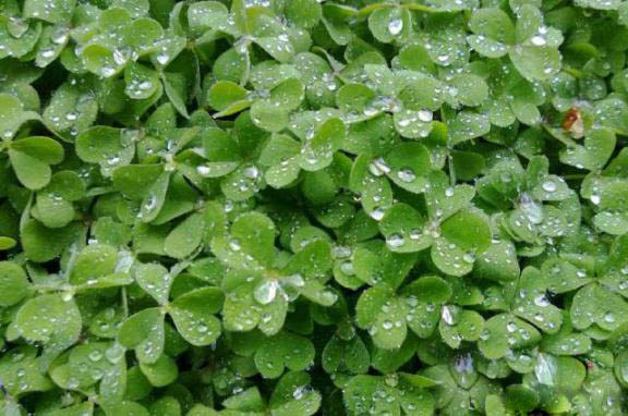 梅雨季節，養花怎么做？