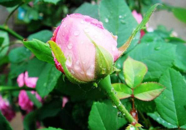 梅雨季節，養花怎么做？