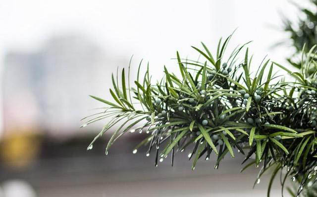 梅雨季節，養花怎么做？