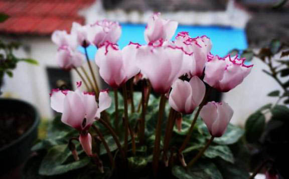 梅雨季節，養花怎么做？