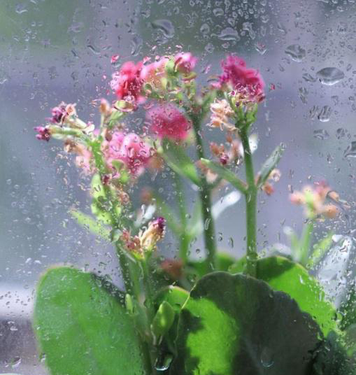 梅雨季節，養花怎么做？