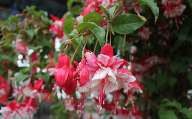 梅雨季節，養花怎么做？