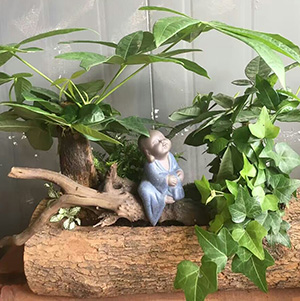 發(fā)財(cái)樹創(chuàng)意組合盆栽