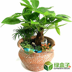 發(fā)財(cái)樹盆栽