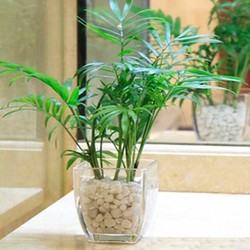 袖珍椰子樹