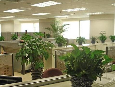 植物租賃行業競爭越來越偏專業化