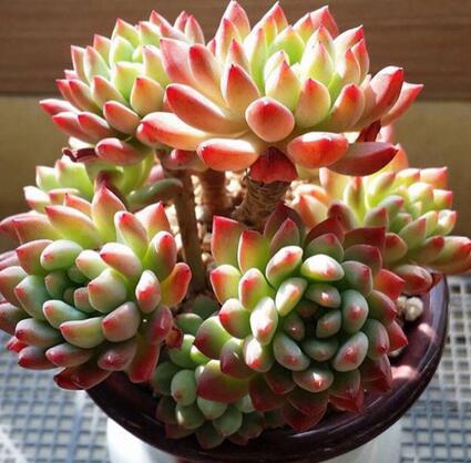重慶植物租賃為你解答多肉為什么狀態(tài)會相差那么多？