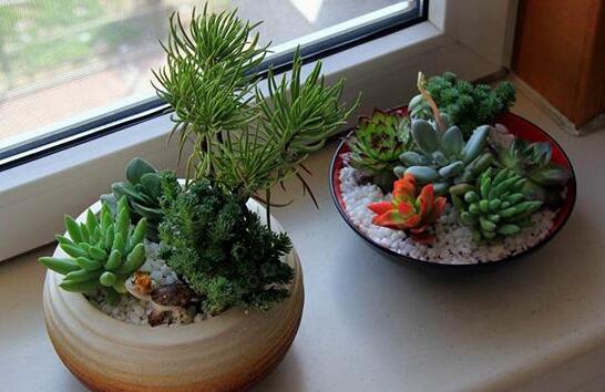 辦公室租植物的優勢