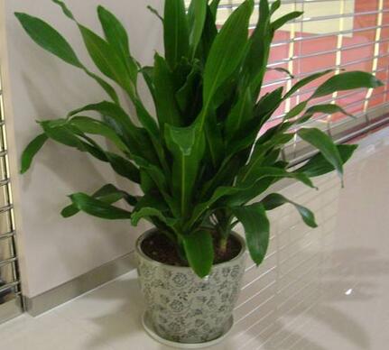 重慶綠植租擺怎樣才能養植物如何增加空氣濕度