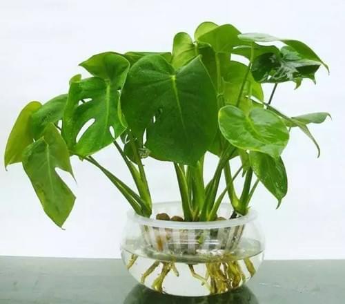 哪些植物能夠水培水養(yǎng)，水扶植物有哪些