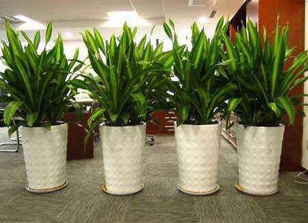 重慶綠植租賃告訴你室內植物如何養護管理