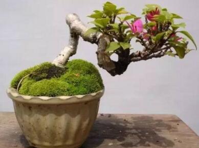 盆景生長需要注意哪些事項(xiàng)