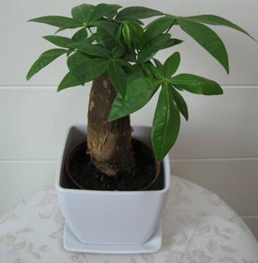 室內植物擺放是否越多越好