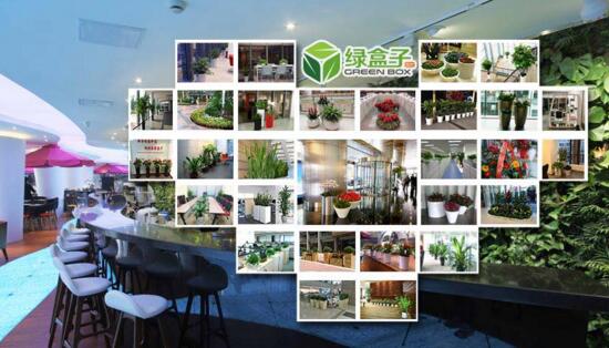 綠色植物租擺價格,重慶辦公室租擺養(yǎng)護盆栽植物