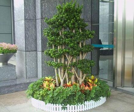 室內觀葉植物如何選擇,植物養護公司應該怎樣進行養護