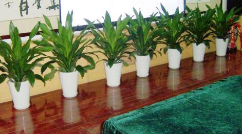 重慶地區(qū)室內(nèi)綠植租賃優(yōu)勢與好處