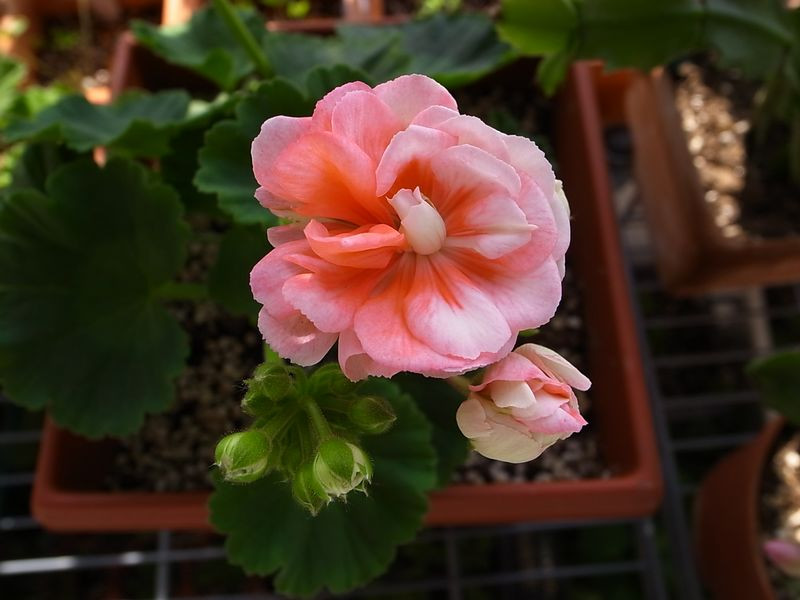 植物租賃，天竺葵，養護