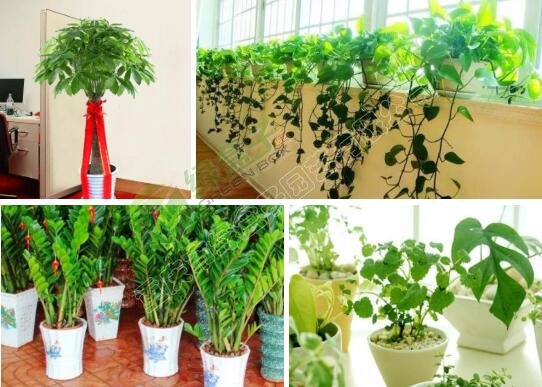 企業植物租擺