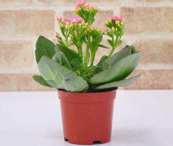 長壽花(1).jpg