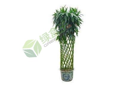 室內(nèi)觀賞植物.jpg