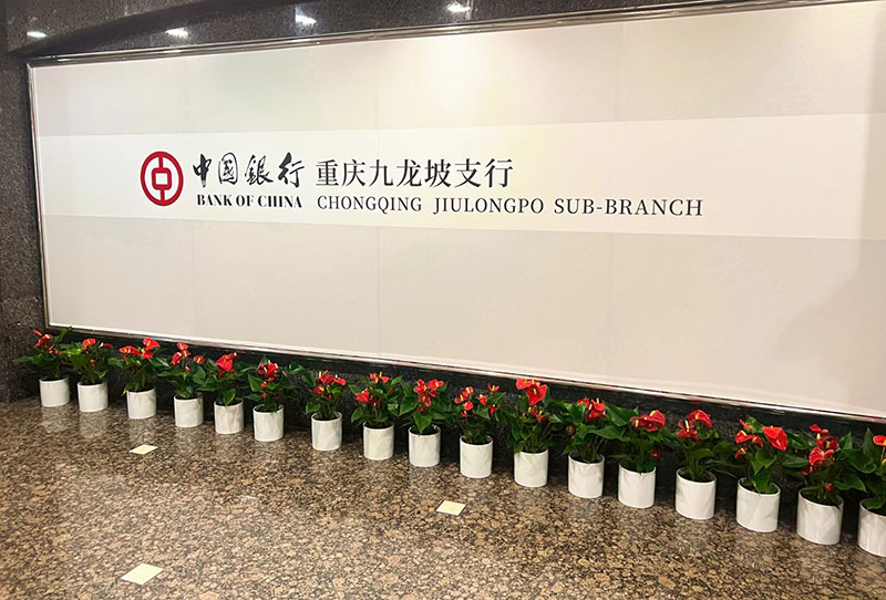 中國(guó)銀行九龍坡支行植物租擺?案例